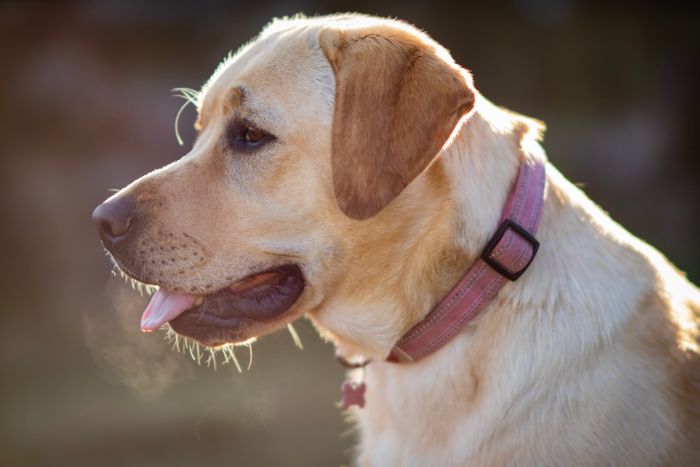 Change the Standard AF 85mm F1.4 EF